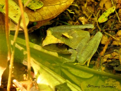 Rain frog - Eleutherodactylus sp. 1a - SV.jpg