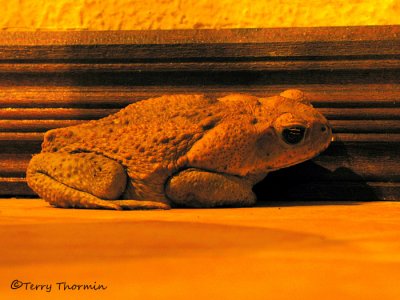 Marine Toad - Bufo marinus 1a - SV.jpg