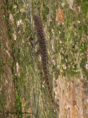 Gecko A1a - SV.jpg