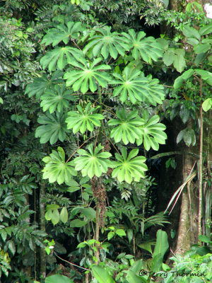 Cecropia Tree A1a - SV.jpg