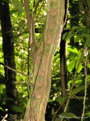 Monkey Ladder - Bauhinia sp. 1a - SV.jpg