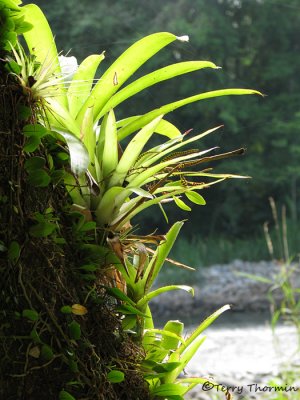Plants of Costa Rica