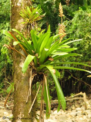 Bromeliad E2a - SV.jpg