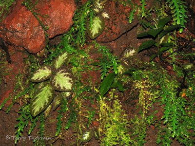 Various plants on a rock face A1a - SV.jpg