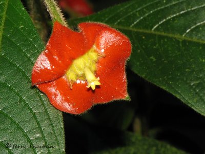 Red hot lips - Psychotria poeppigiana 1a - SV.jpg