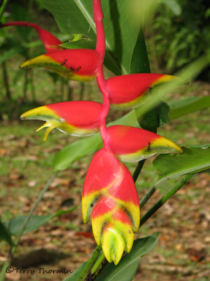 Heliconia rostrata 2 - SV.JPG