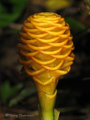 Ginger - Zingiber sp. A1a - SV.jpg