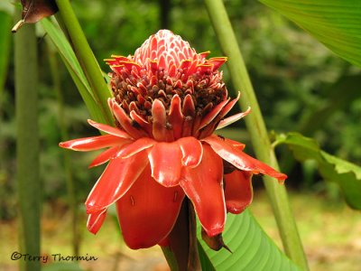 Emperors Torch - Etlingera elatior 1 - SV.JPG