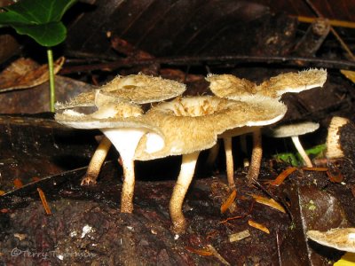 Fungus A1a - SV.jpg