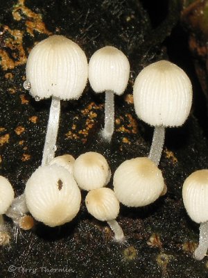 Fungus C2b - SV.jpg