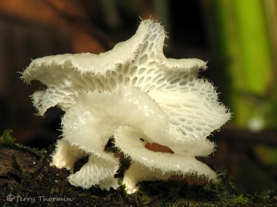 Fungi, slime molds and Lichens of Costa Rica