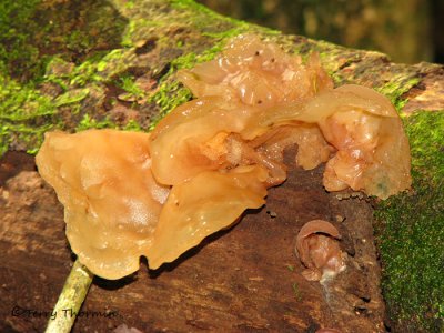 Jelly fungus A1a - SV.jpg