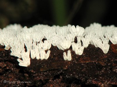 Slime mold - Ceratiomyxa sp. A1a - SV.jpg
