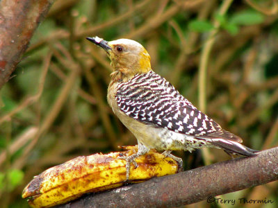 Hoffmann's Woodpecker 1a - RN.jpg