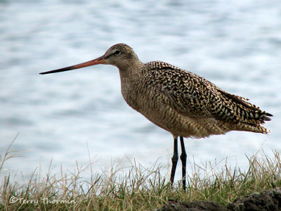 Marbled Godwit 16a.jpg