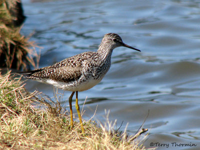 Lesser Yellowlegs 23a.jpg