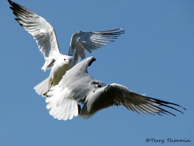 Ring-billed Gulls aerial fight 1a.jpg