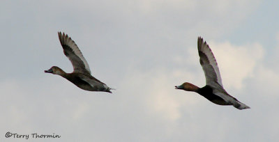 Redhead pair in flight 1b.jpg