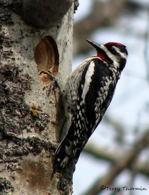 Yellow-bellied Sapsucker 7a.jpg