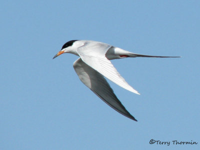 Forsters Tern in flight 1a.jpg