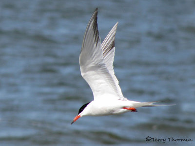 Common Tern in flight 1a.jpg