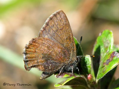 Gossamer-winged Butterflies - Lycaenidae