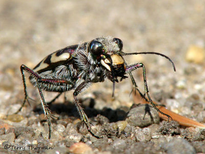 Cicindela lengi - BlowoutTiger Beetle 1a