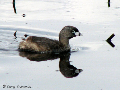 Pied-billed Grebe 1a.jpg