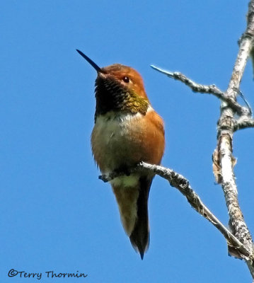 Rufous Hummingbird 2b.jpg