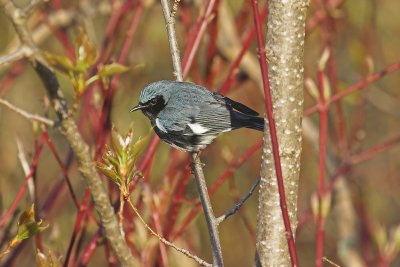 Black Throated Blue Warbler 1.jpg