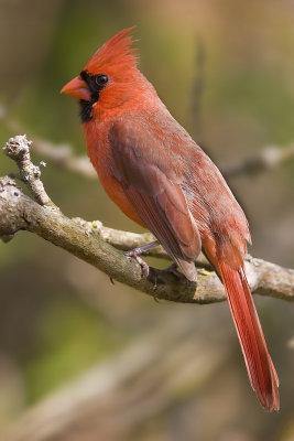 Cardinal-46.jpg