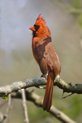 Cardinal-66.jpg