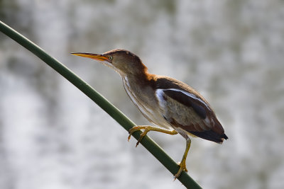 Least Bittern
