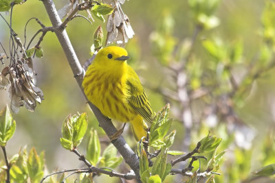 Yellow Warbler 3.jpg
