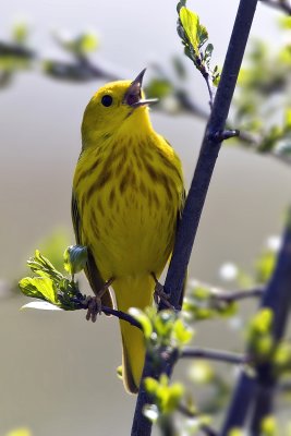Yellow Warbler 32.jpg