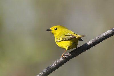Yellow Warbler 8.jpg