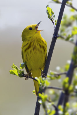 Yellow Warbler-1-1.jpg