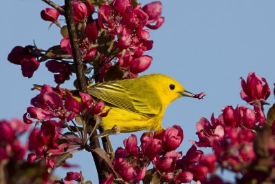 Yellow Warbler-37.tif