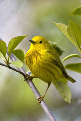 Yellow Warbler-39.jpg