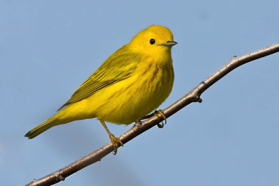 Yellow Warbler-41.jpg