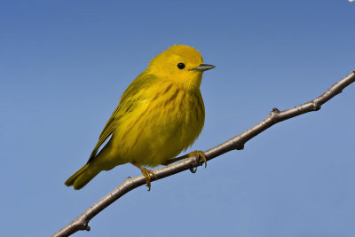 Yellow Warbler-44.jpg