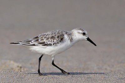 Sanderling009.jpg