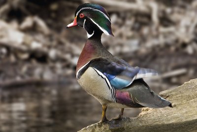 Wood Duck