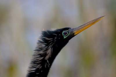 Anhinga-9.jpg