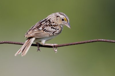 Grasshopper Sparrow-2.jpg