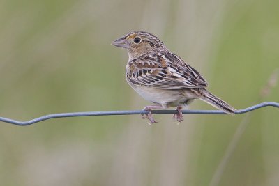 Grasshopper Sparrow32.jpg