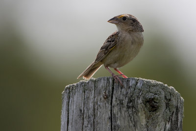 Grasshopper Sparrow-28.jpg