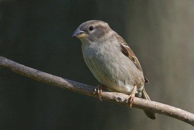 House Sparrow9.jpg