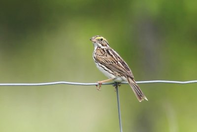 Savannah Sparrow 1.jpg