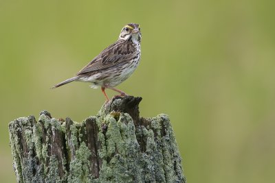 Savannah Sparrow-9.jpg